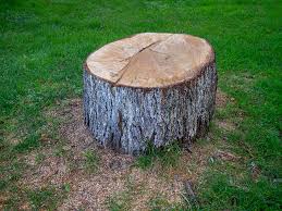 Best Tree Disease Treatment  in Messiah College, PA
