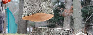 Best Commercial Tree Services  in Messiah College, PA