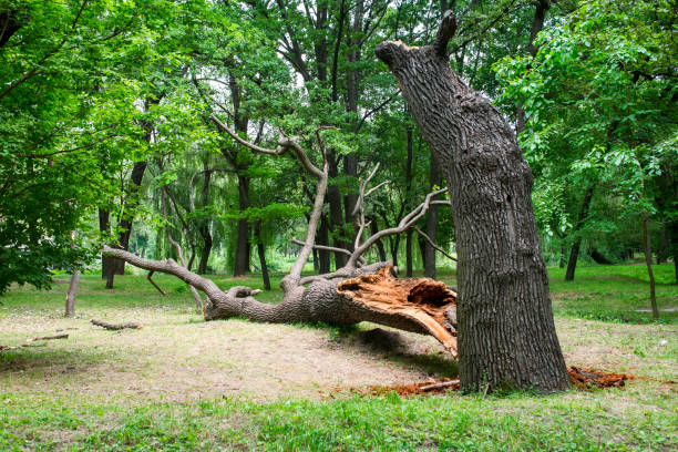 Best Root Management and Removal  in Messiah College, PA