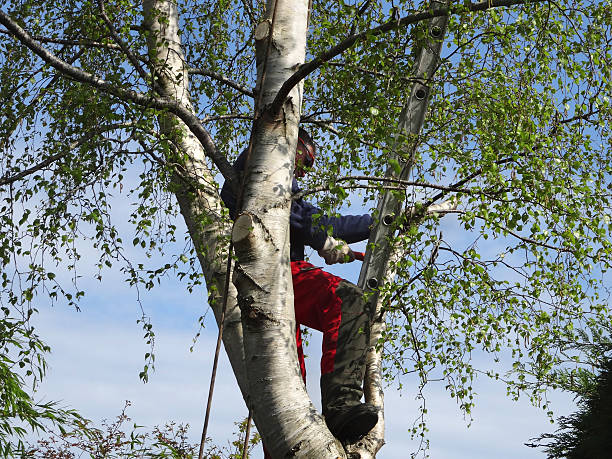 How Our Tree Care Process Works  in  Messiah College, PA