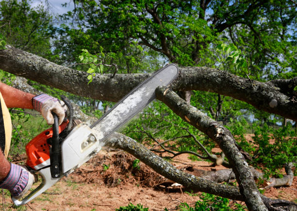 Best Tree Cabling and Bracing  in Messiah College, PA