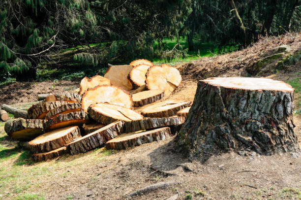 Best Storm Damage Tree Cleanup  in Messiah College, PA